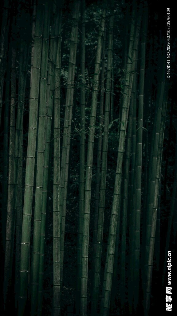 幽暗竹林背景圖