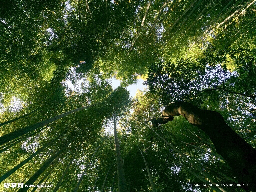仰望茂密翠綠的參天竹林