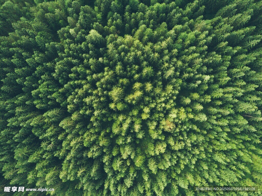 俯瞰茂密翠綠森林景觀