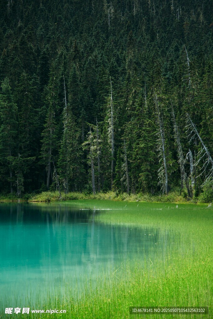 翠綠湖畔森林美景