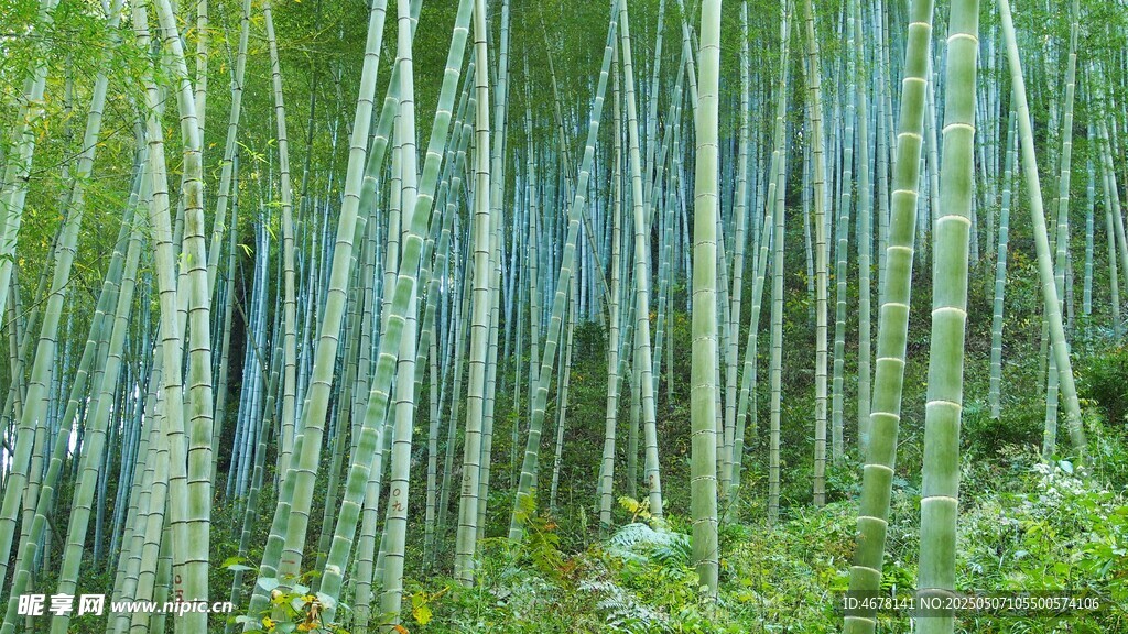 翠綠竹林間的光影美景