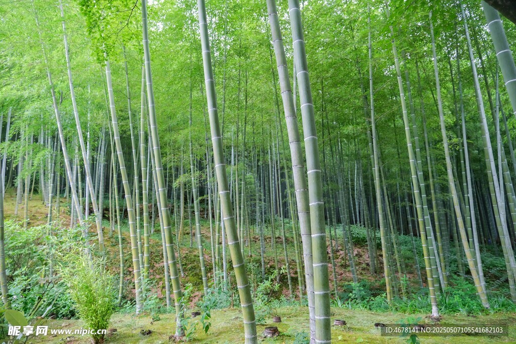 翠綠竹林美景