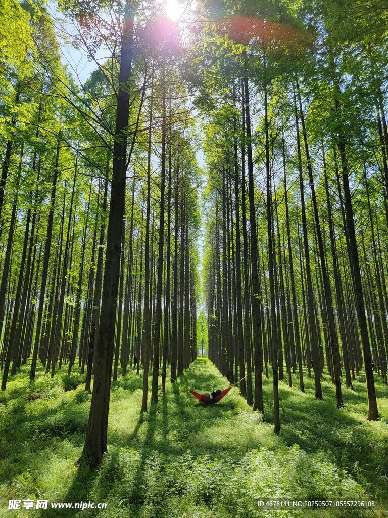 陽光灑落的靜謐森林