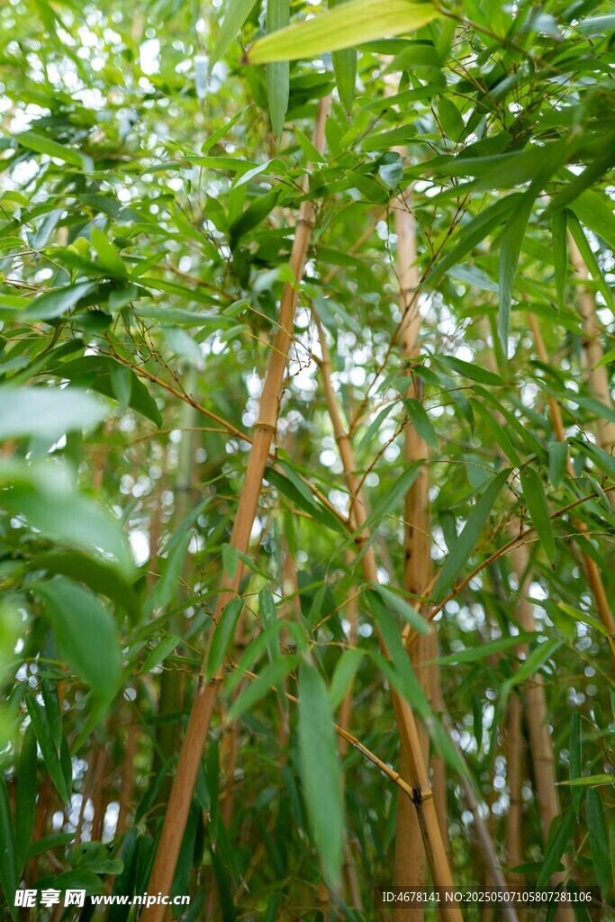 翠綠竹林生機勃勃景象