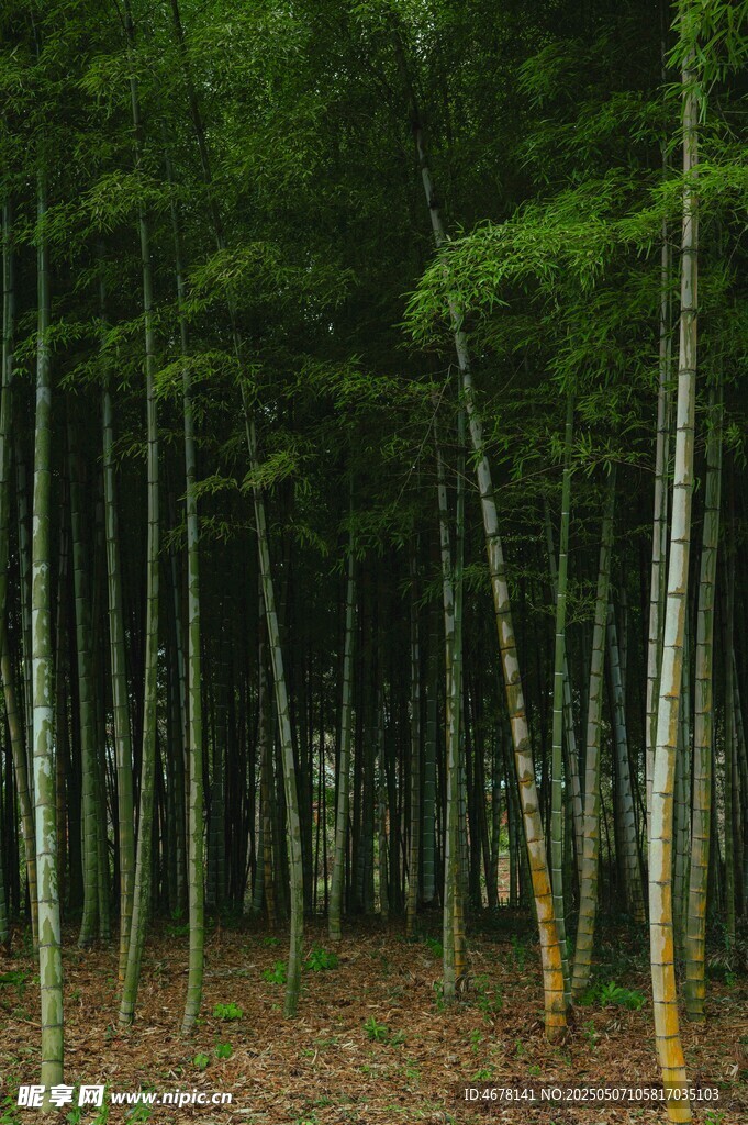 靜謐竹林景觀
