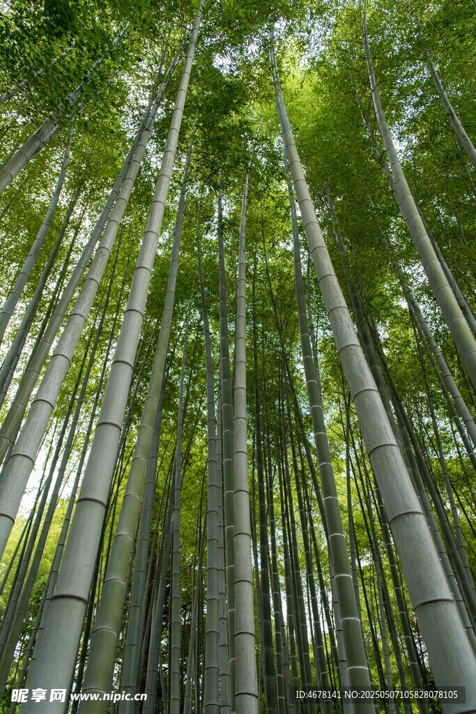 翠綠竹林 向上的生命力