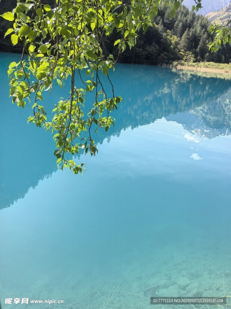 九寨溝 清澈藍(lán)湖與垂枝美景