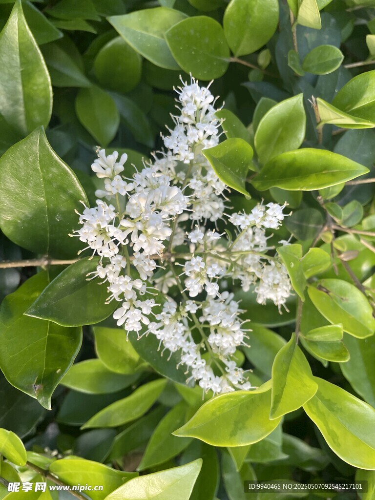 綠葉叢中的白色小花