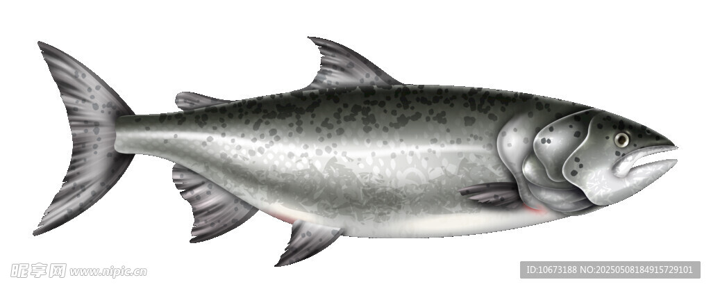 銀色大魚(yú)插畫(huà)