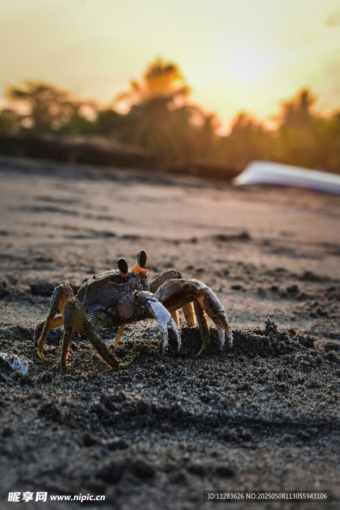 沙灘上的螃蟹沐浴夕陽