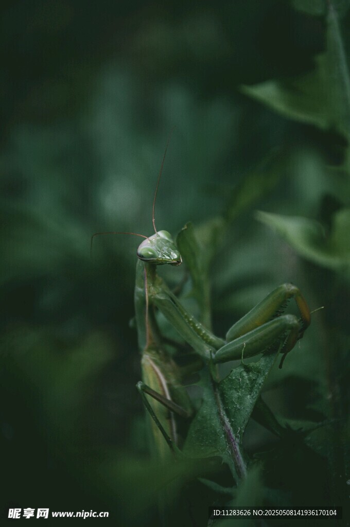 綠葉上的螳螂