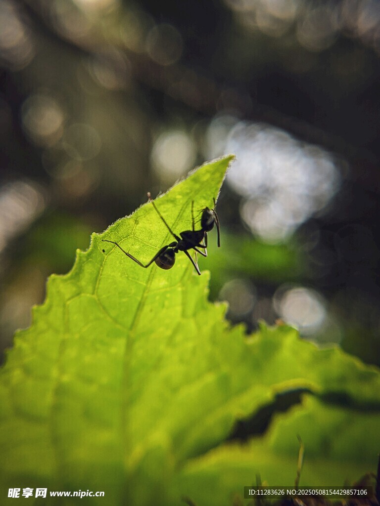 綠葉上的獨行螞蟻