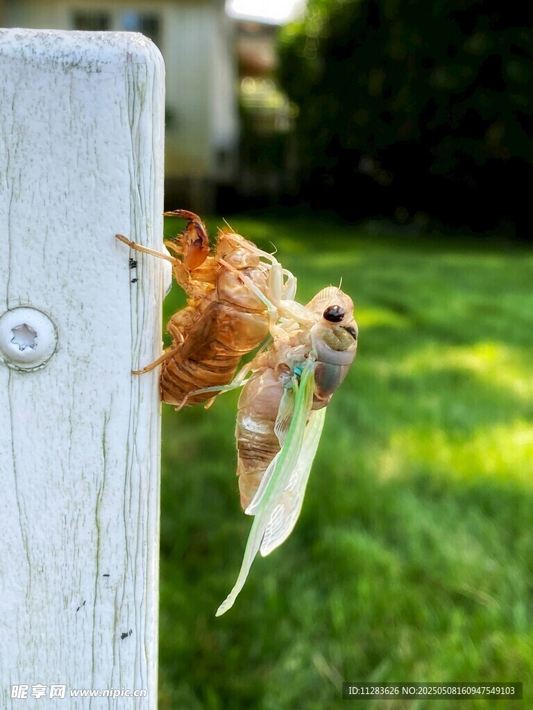 蟬蛻變瞬間