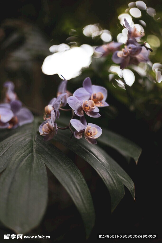 紫色蘭花