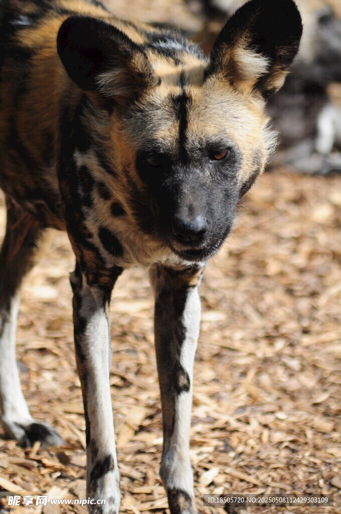 非洲野犬