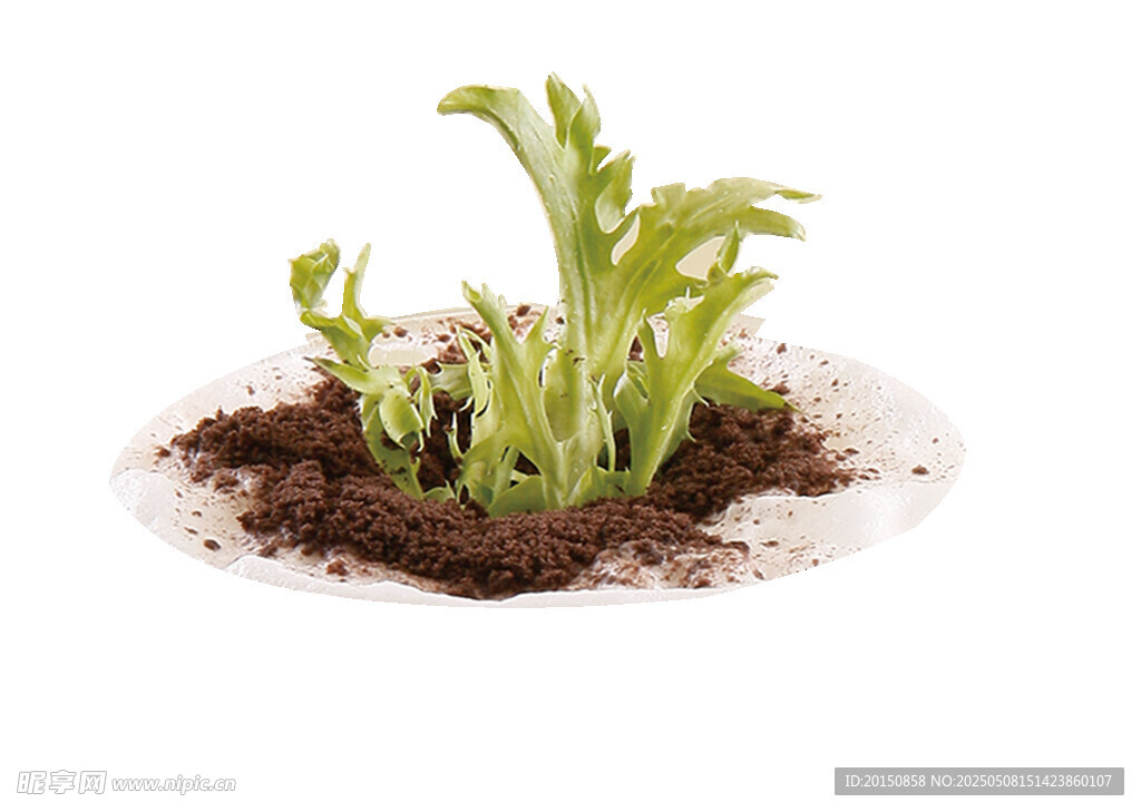 盆栽綠植破土而出