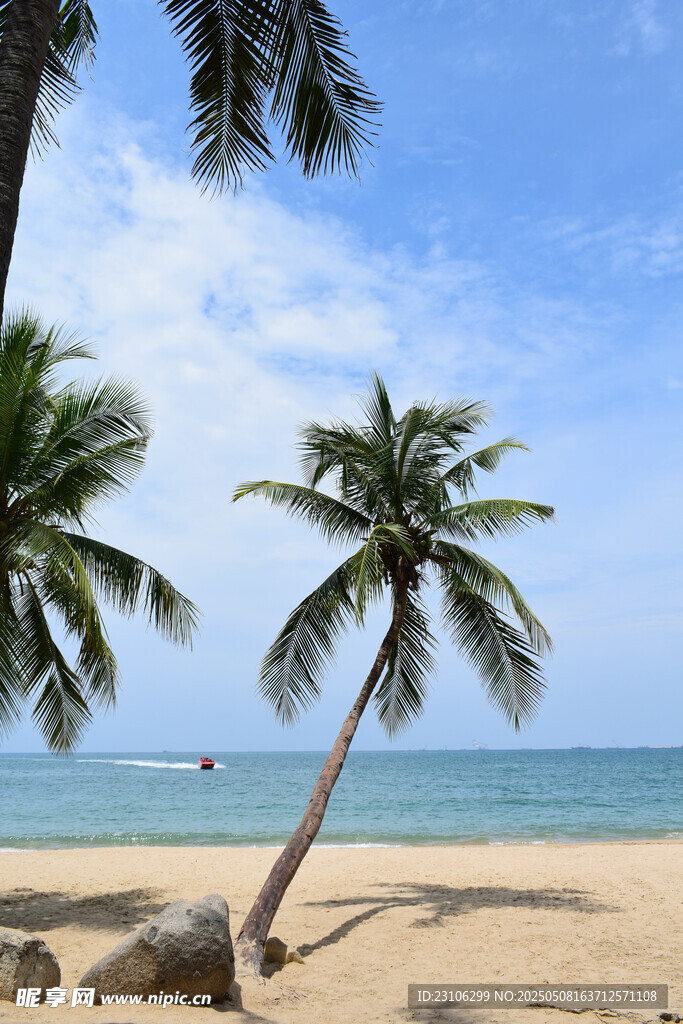 熱帶海灘椰樹美景