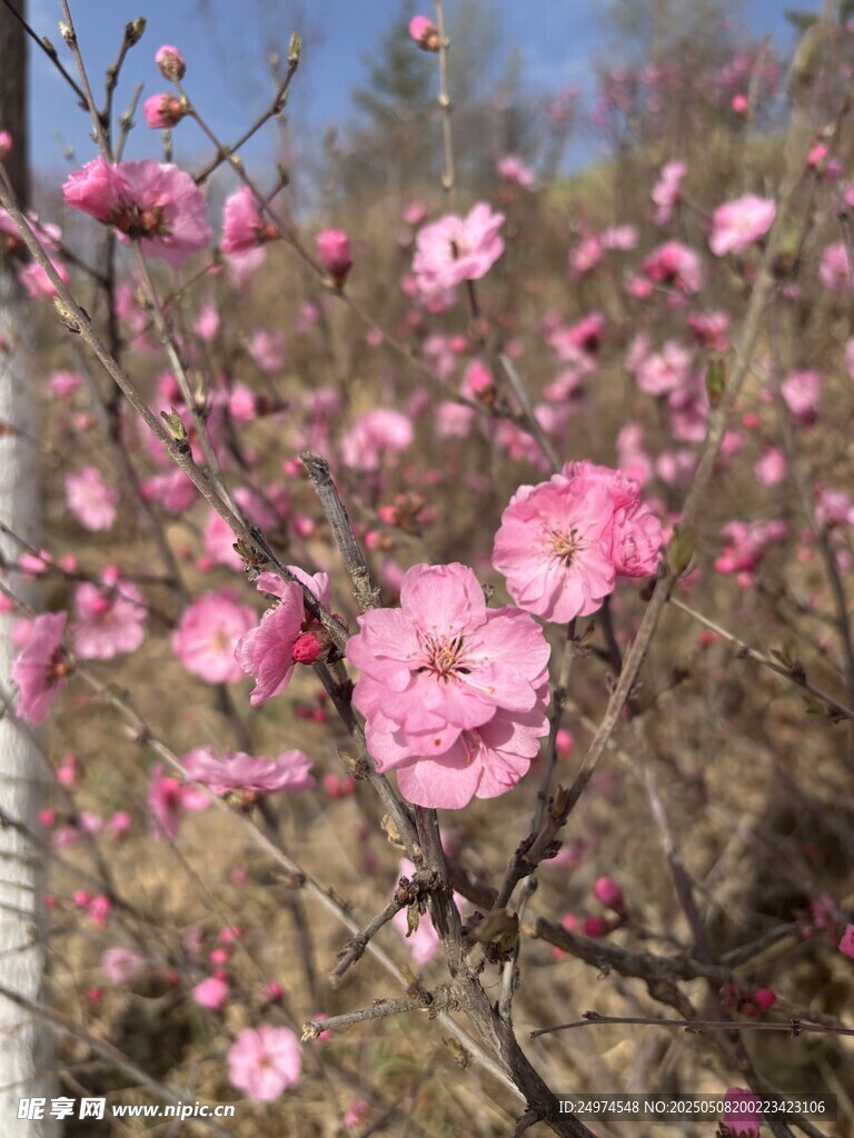榆葉梅