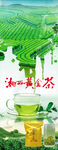 湘西黃金茶  