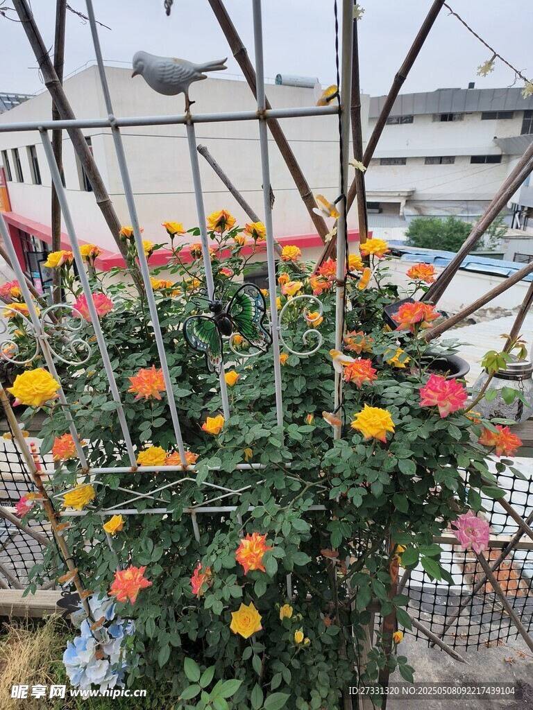多彩花卉裝點金屬圍欄