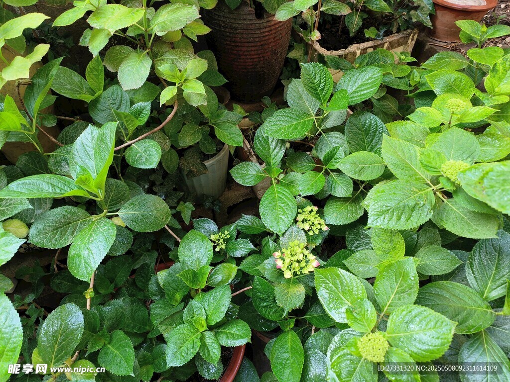 翠綠繁茂的叢生植物
