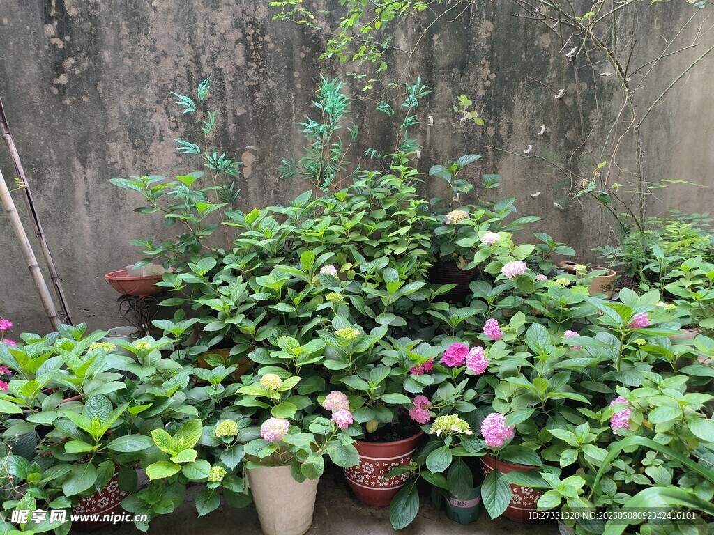 墻邊多彩盆栽植物景觀