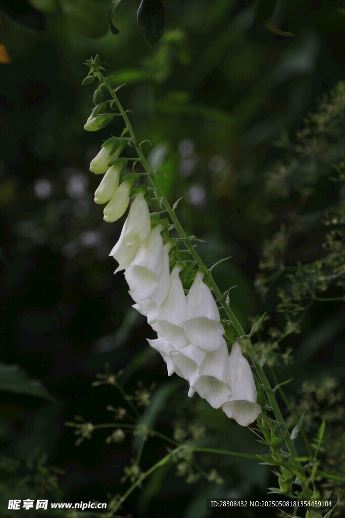 垂掛的白色風鈴狀花朵