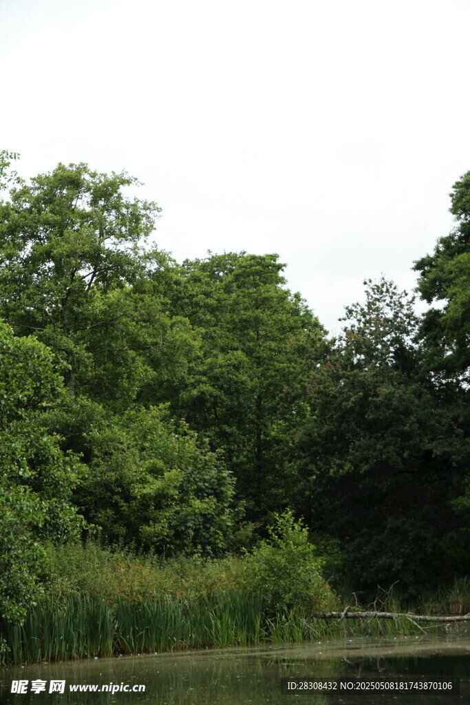 湖畔蔥郁樹林美景