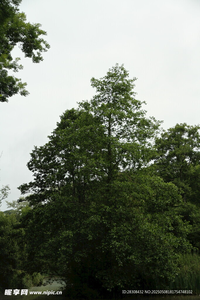 蔥郁樹林景觀