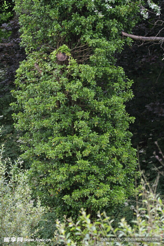 茂密綠植景觀