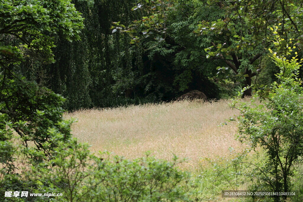 林間開(kāi)闊草地自然景致
