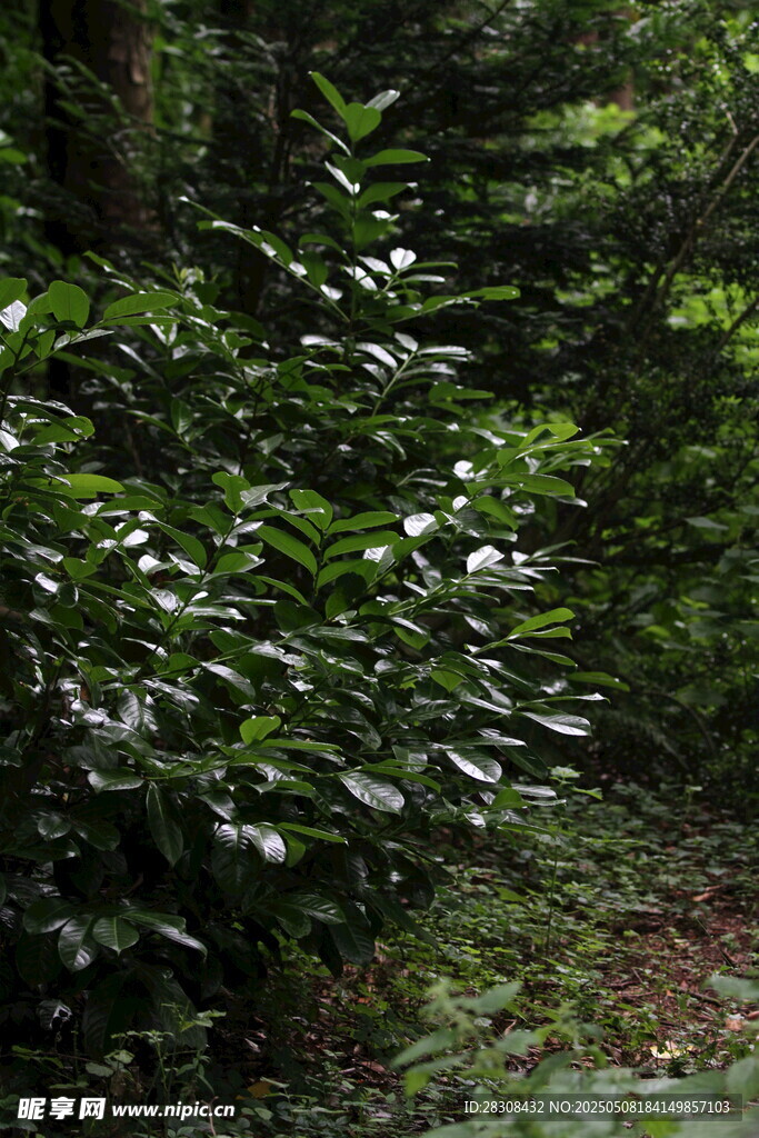 茂密森林中的綠植景象