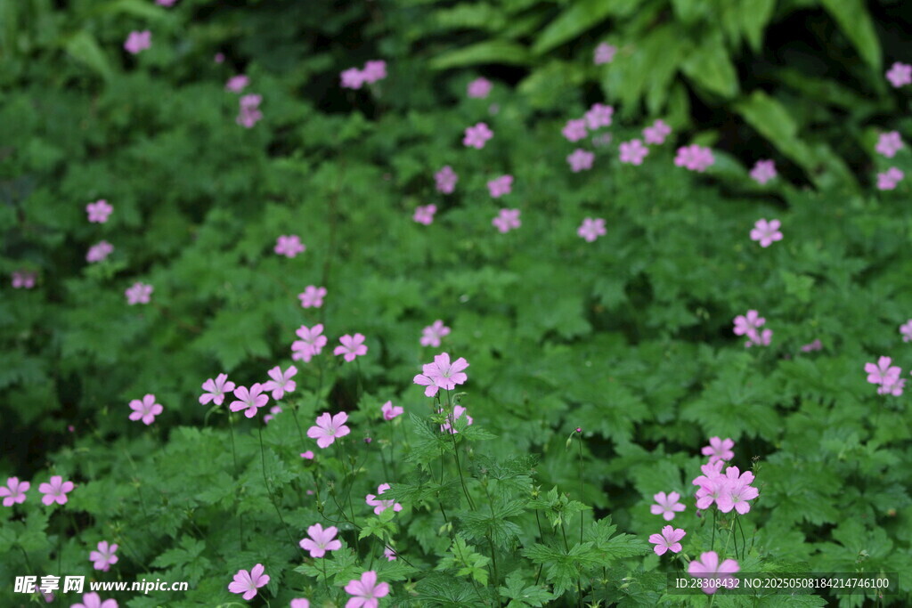 粉色小花點綴綠色草地