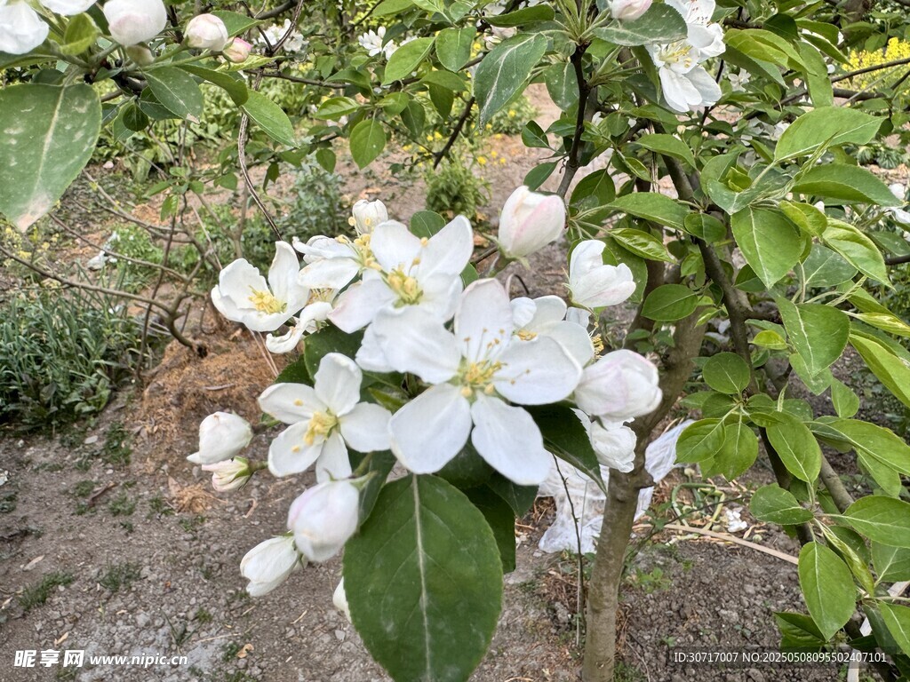 潔白蘋果花綻放枝頭