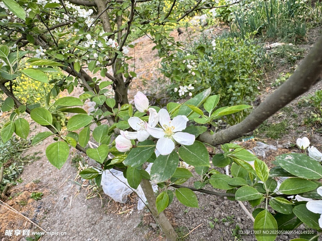 枝頭綻放的潔白花朵