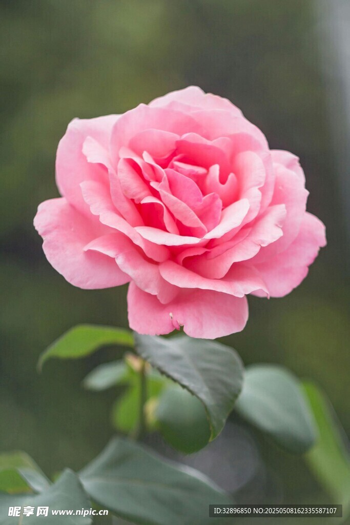 嬌艷粉色月季花特寫