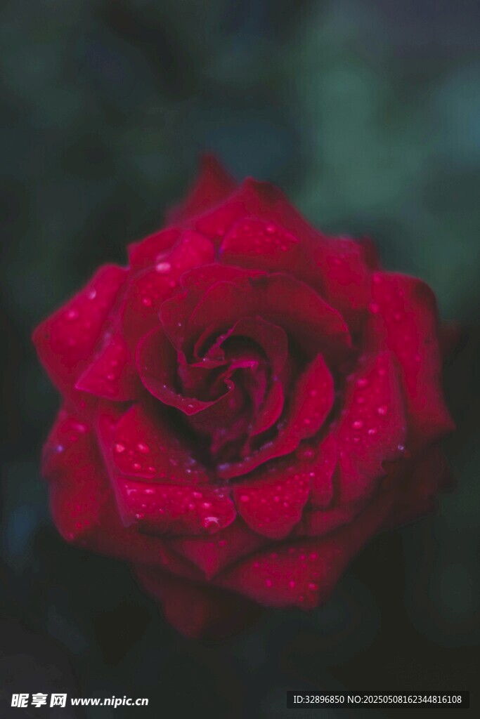 帶露紅玫瑰