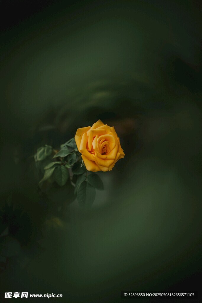 水中黃玫瑰的靜謐之美