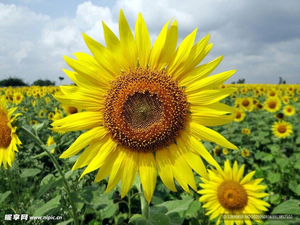 向日葵花海綻放的美麗