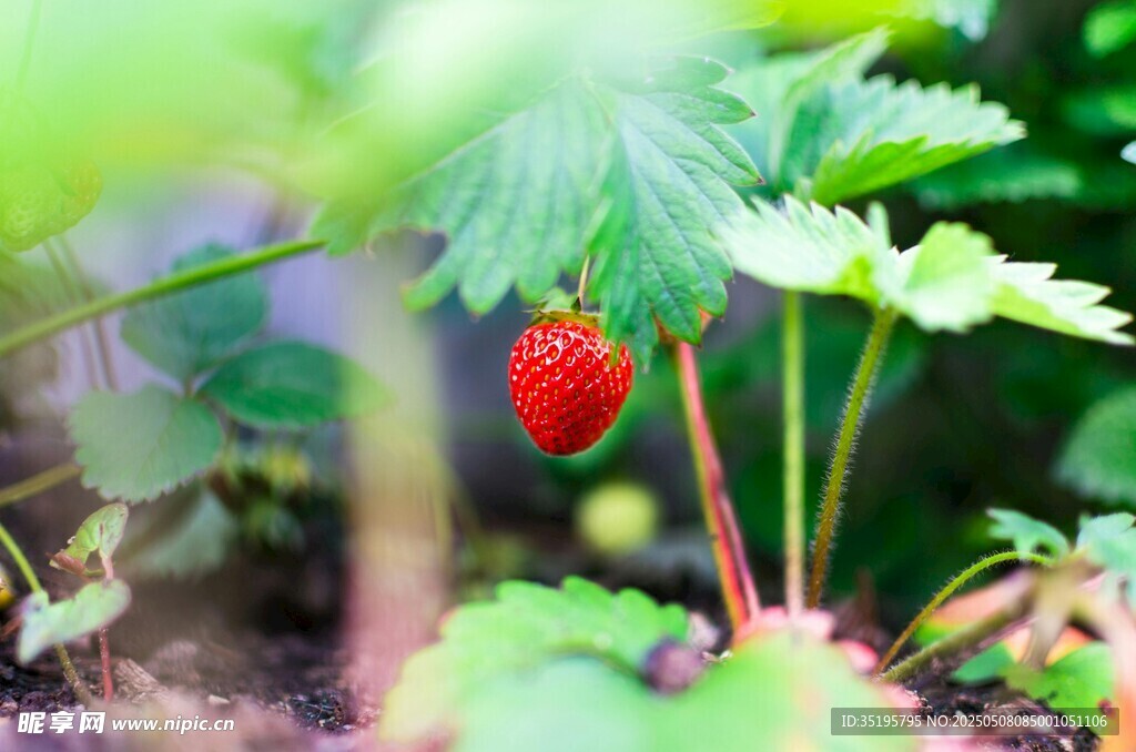 野外成熟的鮮紅草莓