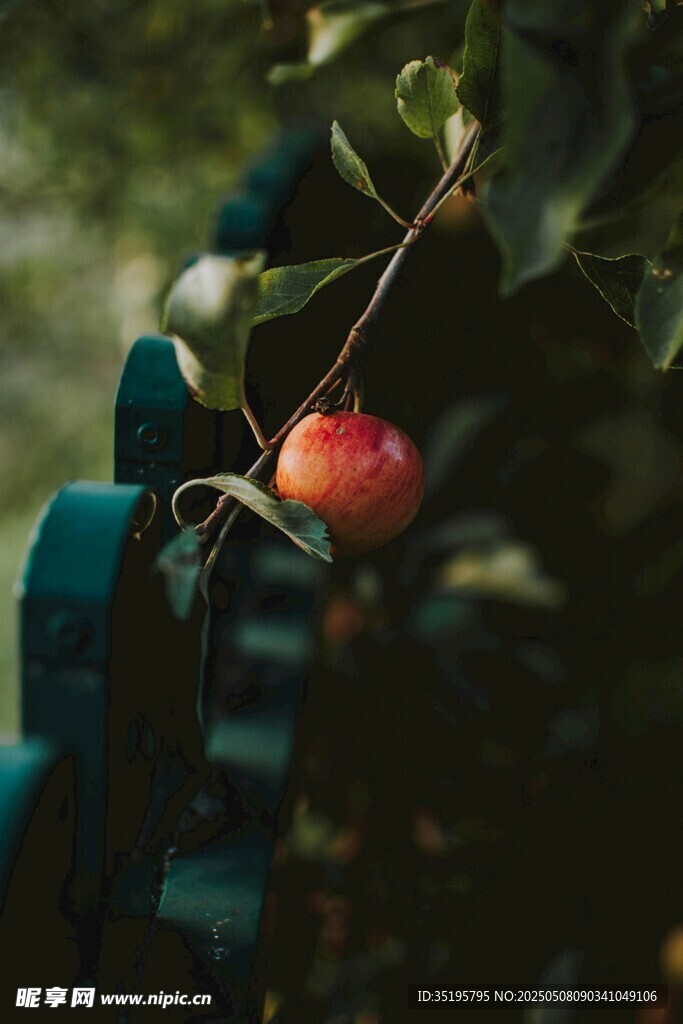 枝頭紅蘋果的靜謐瞬間