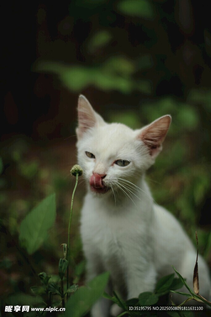 白小貓銜草俏皮模樣