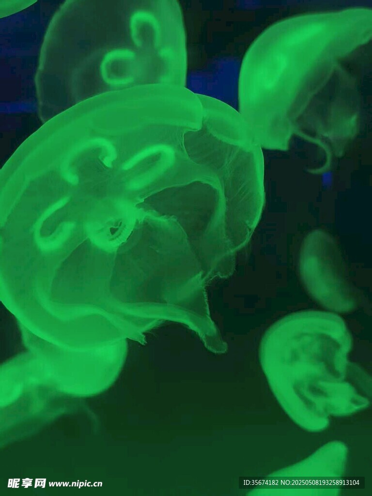 發光水母夢幻海洋景象