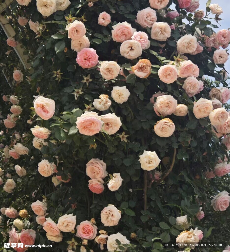 玫瑰