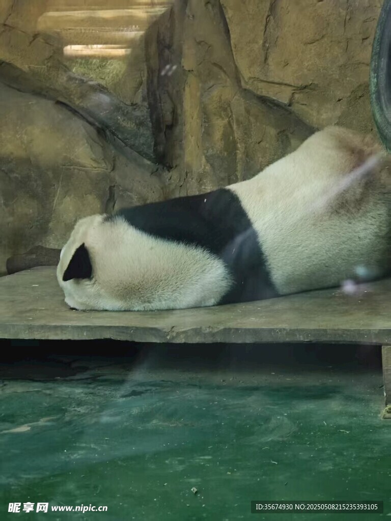 熊貓