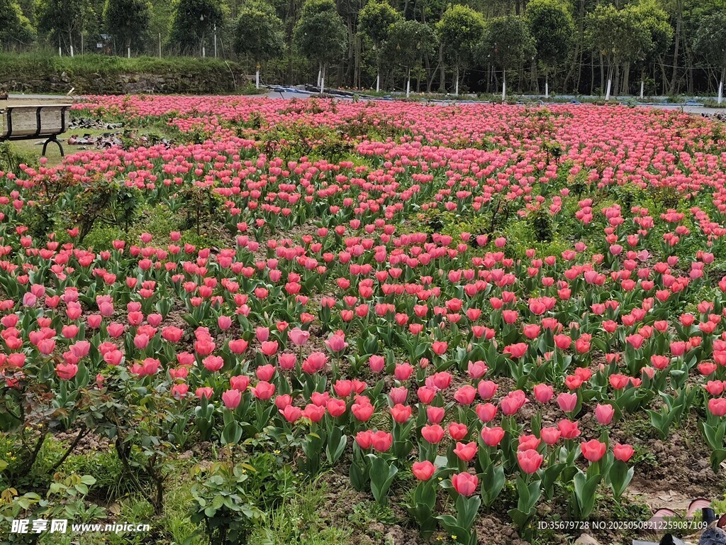 浪漫粉色郁金香花海