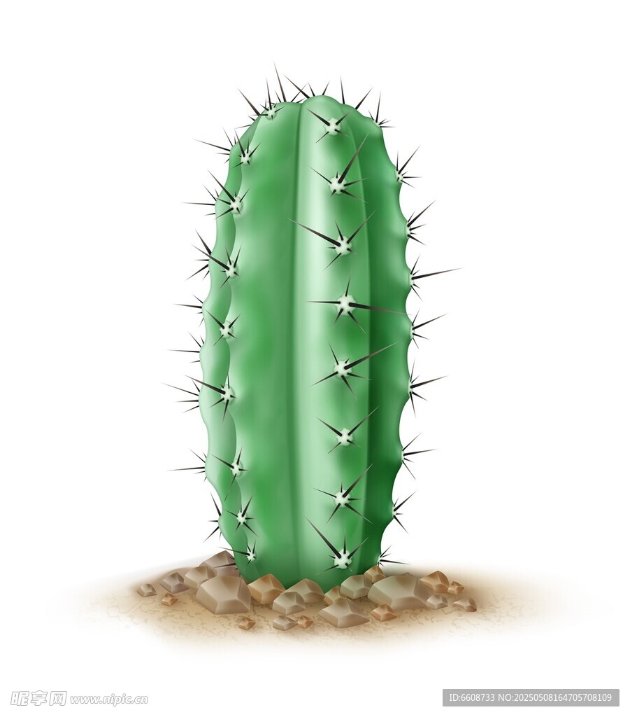 直立仙人掌插畫