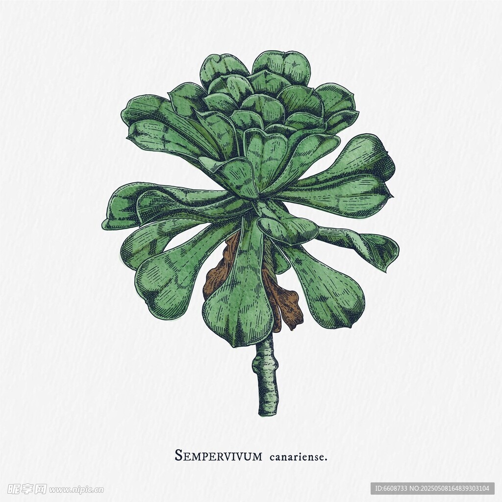 多肉植物手繪插畫