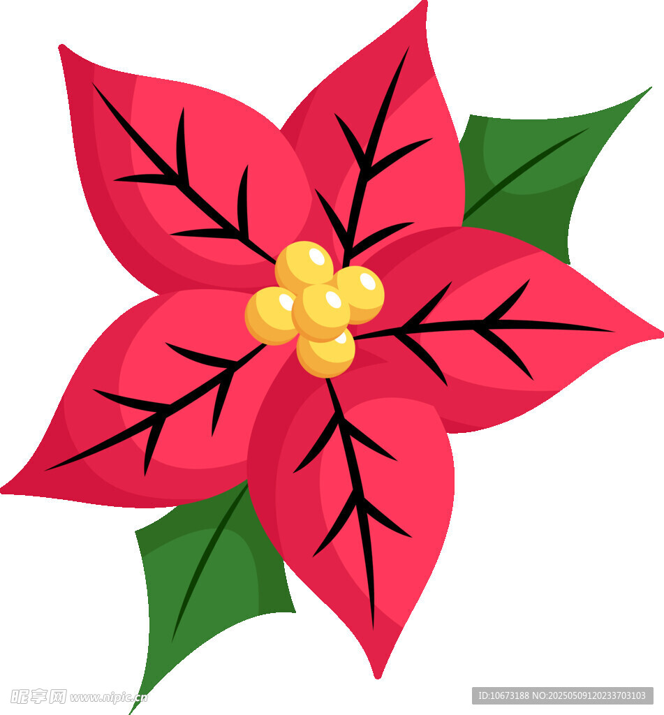 紅色一品紅花卉插畫