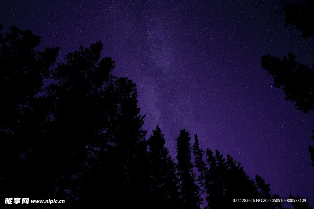 夜空下的樹木剪影